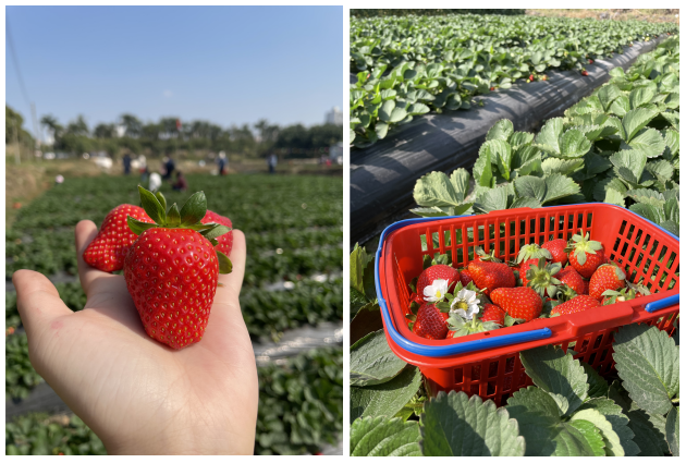 2021年优加下半年新人活动——冬日里的一抹甜，采摘草莓篇