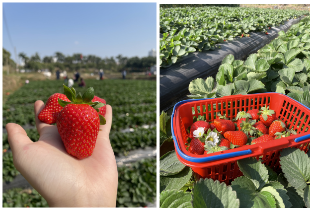 Newcomer Activities in the Second Half of 2021- A Touch of Sweetness in Winter, Picking Strawberries